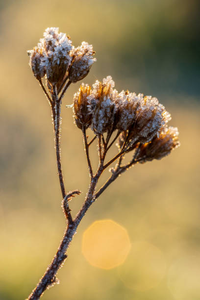 сухая веточка achillea millefolium, обыкновенная yarrow, покрытая - branch dry defocused close up стоковые фото и изображения