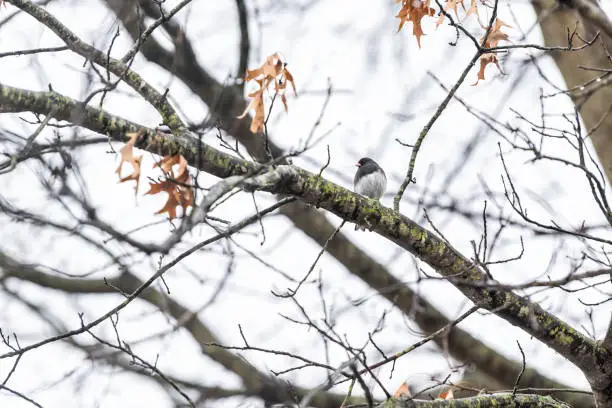 Dark-eyed junco one small black bird perched sitting on oak tree with leaves during winter in Virginia cold weather