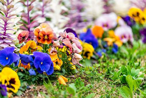 Closeup of vibrant vivid multicolored colorful flowers on during spring springtime landscaping flowerbed in Tokyo, Japan