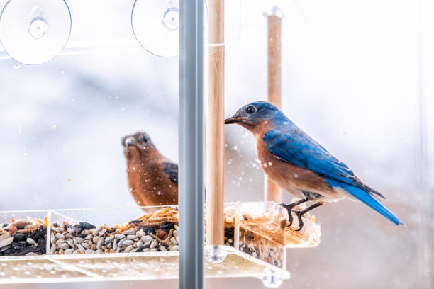 Closeup of two blue bluebirds birds sitting perching on plastic dirty window feeder perch on sunny day eating mealworms in Virginia
