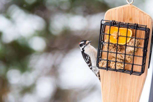 primer plano del alimentador de suet en virginia y pájaro carpintero que come fruta naranja la mitad con mantequilla de maní y fondo bokeh durante el invierno - picoides villosus fotografías e imágenes de stock