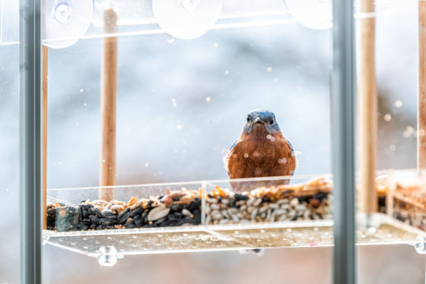 istock Closeup of blue bluebird one bird sitting perching on plastic dirty window feeder perch on sunny day eating mealworms in Virginia 1190436249