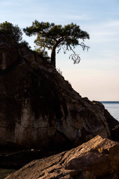 istock Single pine tree on the rocky slope in sea at sunset 1190436255