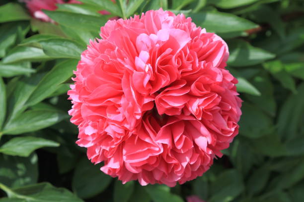 istock Blooming scarlet peony on a green background on a bright sunny day 1190436439