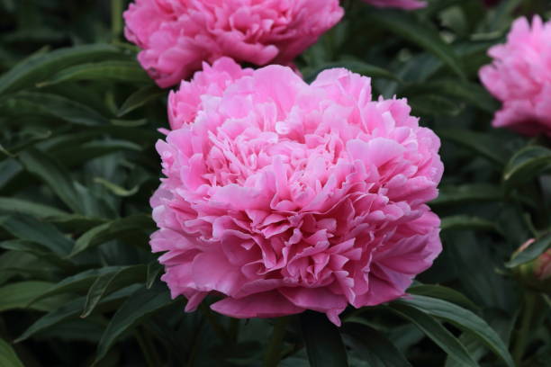 istock Pink blooming peonies on a dark green background. 1190436472