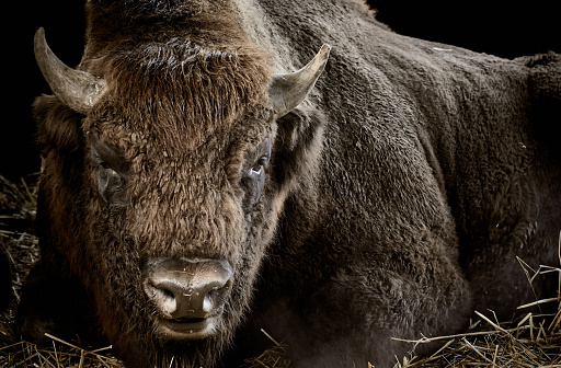Close-up of a bison or wisent (Bison bonasus) lying on straw and black background