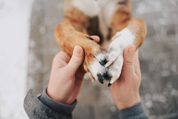 istock human hands holding dog paws lovingly outdoors 1190439020