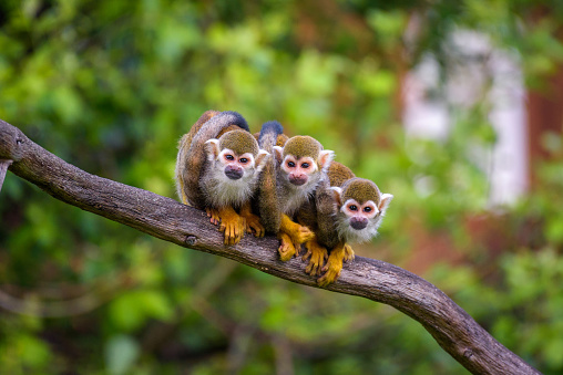 Tres monos ardilla comunes sentados en una rama de árbol photo