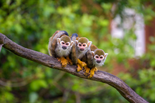 tres monos ardilla comunes sentados en una rama de árbol - primate fotografías e imágenes de stock