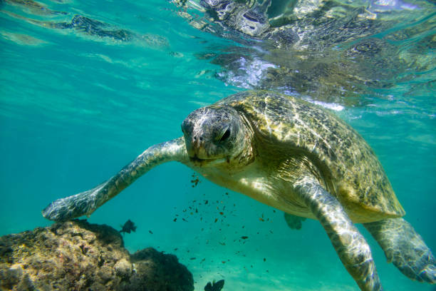 istock The green sea turtle in wild environment 1190440201