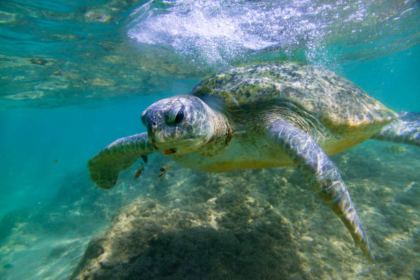 istock The green sea turtle in wild environment 1190440207