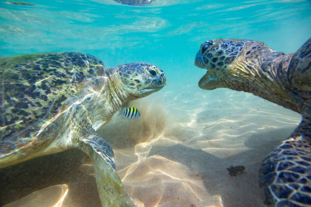 Two green sea turtles fighting near water surface.
