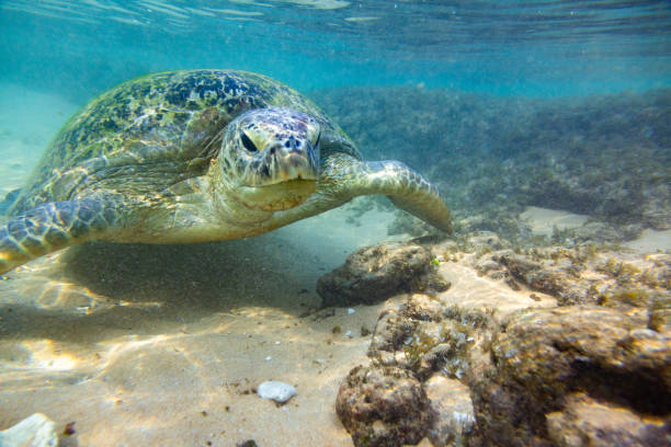 istock The green sea turtle in wild environment 1190440216