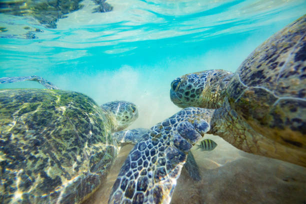 istock Two green sea turtles in wild environment 1190440217
