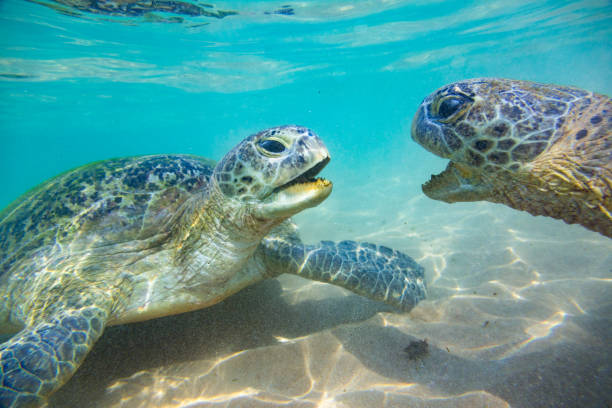 istock Two green sea turtles fighting near water surface. 1190440331