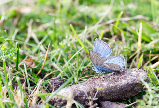 istock Little blue butterfly on a dirty rock 1190440457