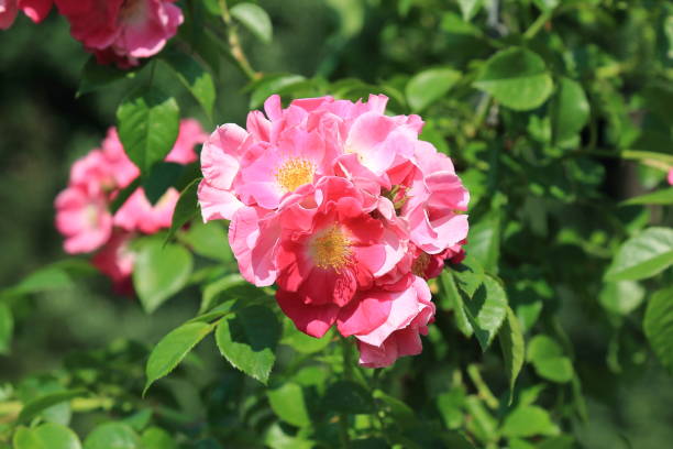 istock Beautiful pink roses on a bright sunny day 1190440477
