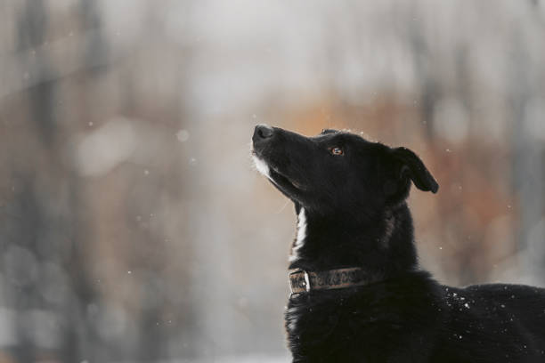 istock black mixed breed dog posing outdoors in winter 1190440478