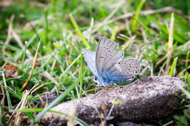 istock Little blue butterfly on a dirty rock 1190440484