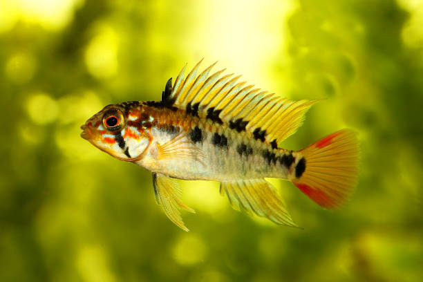 zwerg-buntglas-aquariumfisch apistogramma macmasteri - buntbarsch stock-fotos und bilder