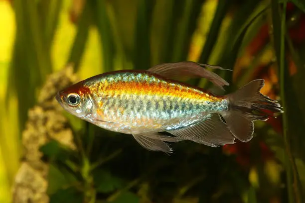 Photo of Congo tetra aquarium fish Phenacogrammus interruptus