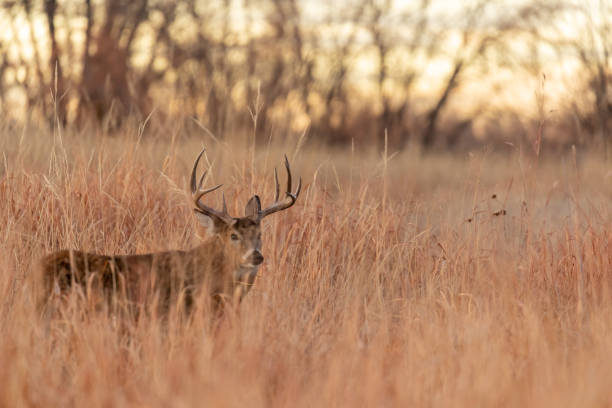 istock Whitetail Buck in Fall in Colorado 1190440600