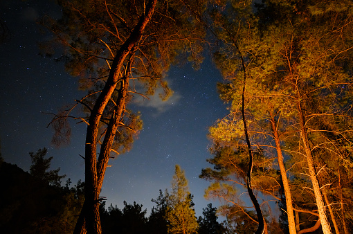 Illuminated forest trees and stars in sky with long exposure at night in mountains. Orange light of camp fire on tree trunks.