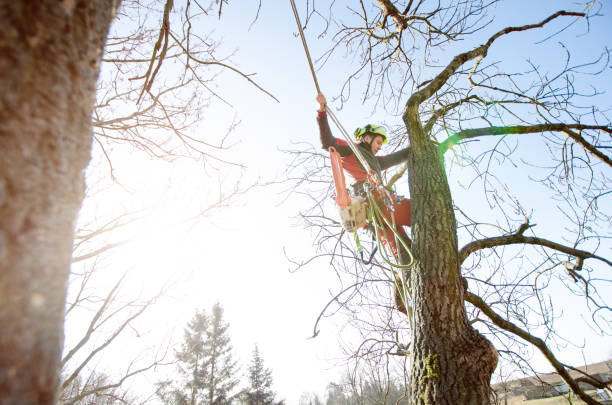 istock Arborist man cutting a branches with chainsaw and throw on a ground. The worker with helmet working at height on the trees. Lumberjack working with chainsaw during a nice sunny day. Tree and nature 1190442076