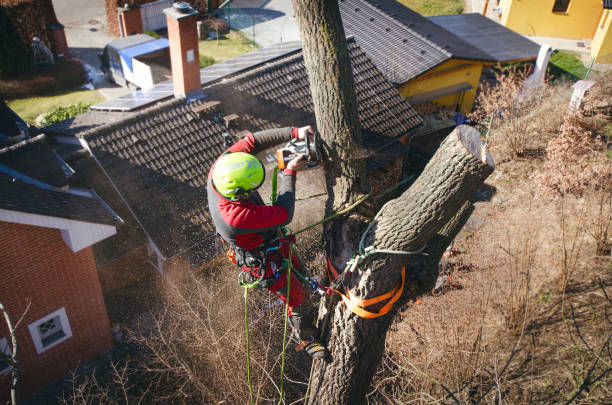 istock Arborist man cutting a branches with chainsaw and throw on a ground. The worker with helmet working at height on the trees. Lumberjack working with chainsaw during a nice sunny day. Tree and nature 1190442129