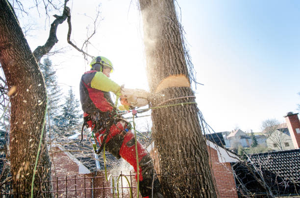 植樹者用鏈鋸剪樹枝，扔在地上。戴頭盔的工人在樹上高高地工作。在陽光明媚的日子裡，用鏈鋸工作的lumberjack。樹木與自然 - 切斷 個照片及圖片檔
