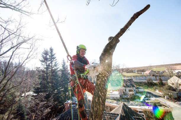 istock Arborist man cutting a branches with chainsaw and throw on a ground. The worker with helmet working at height on the trees. Lumberjack working with chainsaw during a nice sunny day. Tree and nature 1190442249