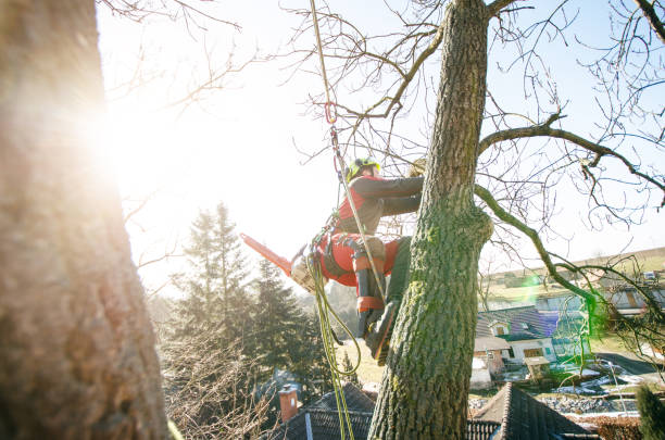 istock Arborist man cutting a branches with chainsaw and throw on a ground. The worker with helmet working at height on the trees. Lumberjack working with chainsaw during a nice sunny day. Tree and nature 1190442307