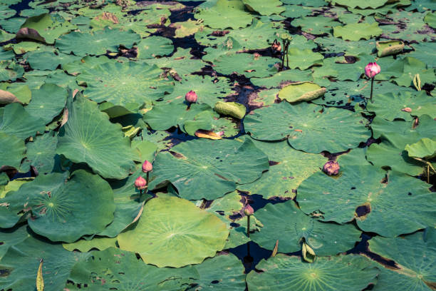 공원에서 꽃 전에 배경 텍스처 녹색 잎 - water lily floating on water lotus leaf 뉴스 사진 이미지