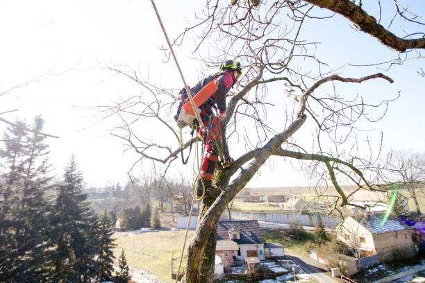 istock Arborist man cutting a branches with chainsaw and throw on a ground. The worker with helmet working at height on the trees. Lumberjack working with chainsaw during a nice sunny day. Tree and nature 1190442702