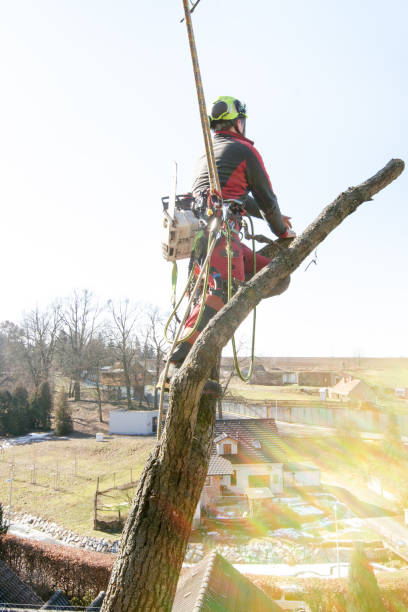 istock Arborist man cutting a branches with chainsaw and throw on a ground. The worker with helmet working at height on the trees. Lumberjack working with chainsaw during a nice sunny day. Tree and nature 1190442781