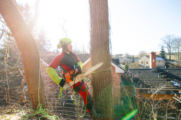 istock Arborist man cutting a branches with chainsaw and throw on a ground. The worker with helmet working at height on the trees. Lumberjack working with chainsaw during a nice sunny day. Tree and nature 1190442839