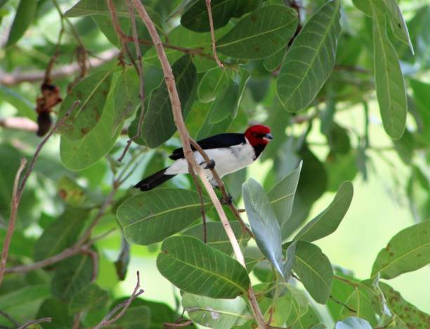 istock red-headed tropical bird found in Brazilian forests 1190443549