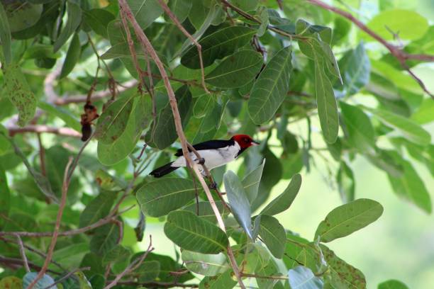 istock red-headed tropical bird found in Brazilian forests 1190443551