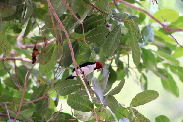 istock red-headed tropical bird found in Brazilian forests 1190443647