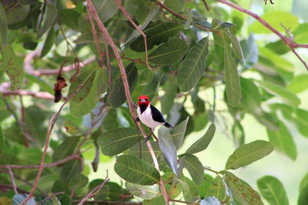 istock red-headed tropical bird found in Brazilian forests 1190443680