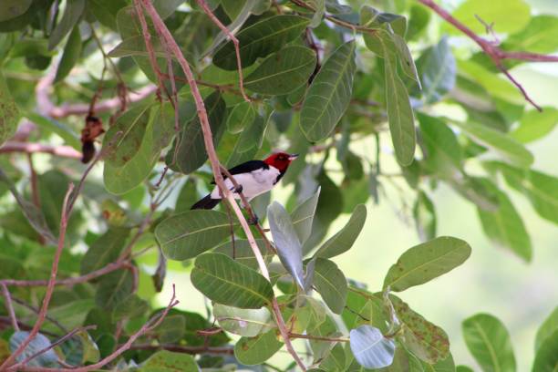 istock red-headed tropical bird found in Brazilian forests 1190443742