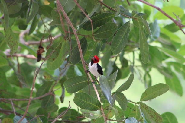 istock red-headed tropical bird found in Brazilian forests 1190443777