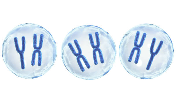 istock X and Y chromosomes in cell 1190443970