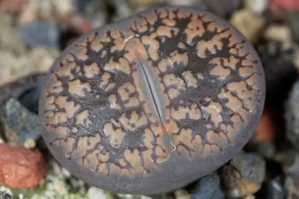 Macro photo of the Living stone plant Lithops aucampiae ssp aucampiae, from the Kuruman area in South Africa, C173 region.