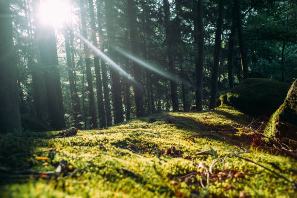 istock Summer in beech forest, the sun's rays between the trees 1190446017