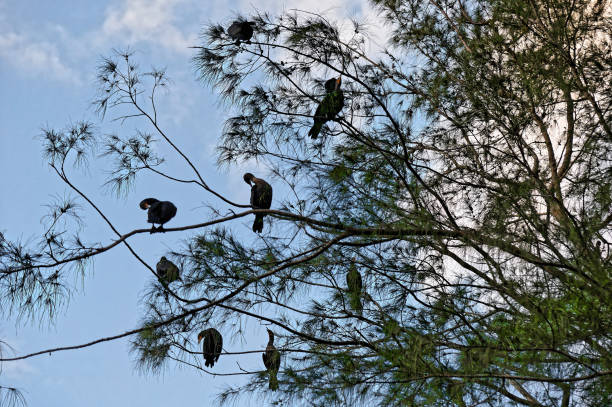 swamp birds nesting on branches flock of birds sitting in a tree galerida cristata stock pictures, royalty-free photos & images