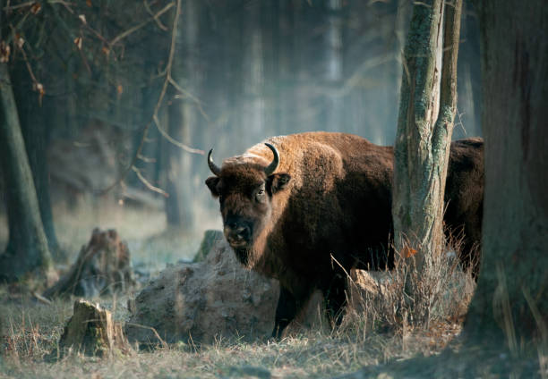 bisonte europeo nella foresta di novembre - bisonte europeo foto e immagini stock