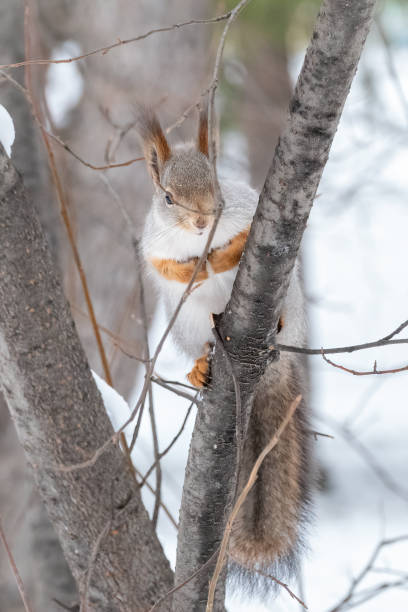 istock The squirrel sits on a branches in the winter or autumn 1190446684