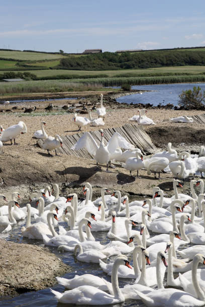 istock Gaggle of wild swans. Dorset England 1190449119