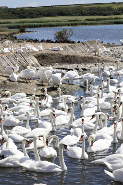 istock Gaggle of wild swans. Dorset England 1190449121
